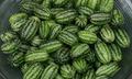 Mouse melon